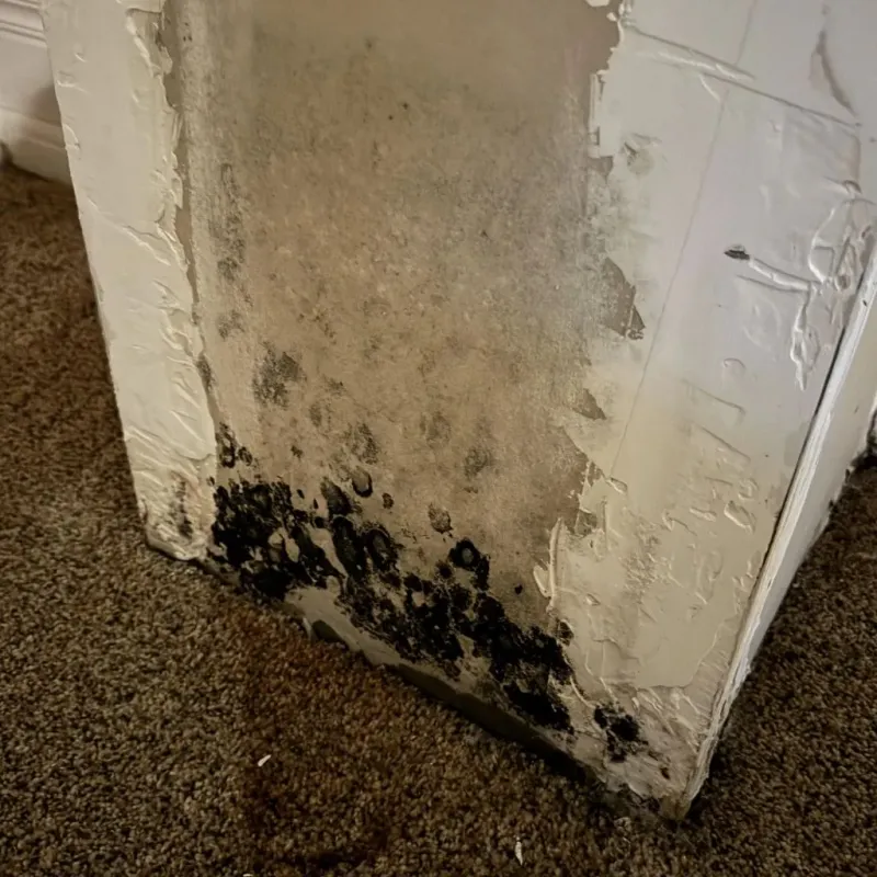 Professional Mold Removal in Berea, SC